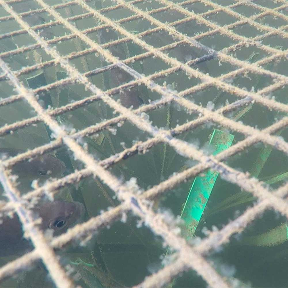 Pond King Honey Hole Nursery Provides an Important Food Source