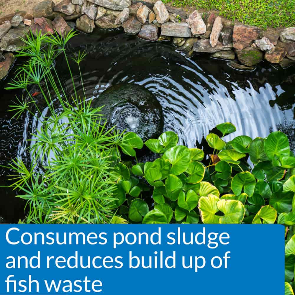 Pond-Zyme Sludge Destroyer - Reduces Pond Maintenance