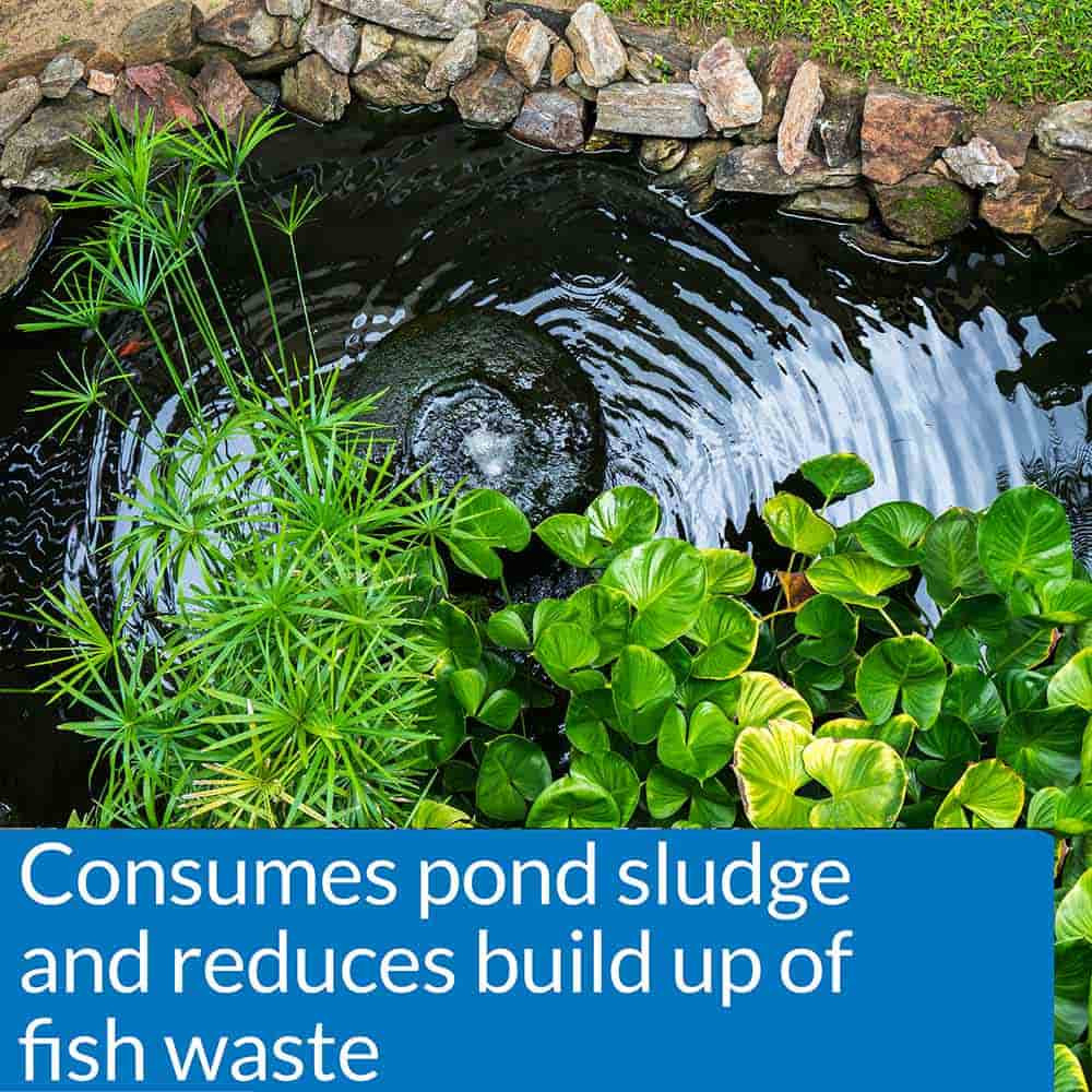API Pond Simply Clear Reduces Pond Sludge