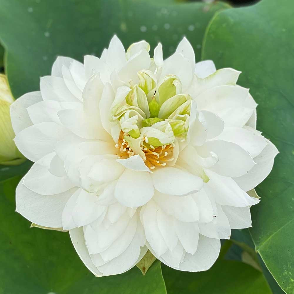 Large Brocaded Edge Hardy Water Lotus
