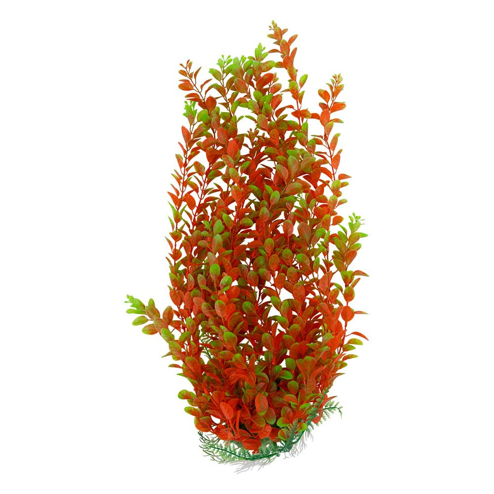 Submerged Plant, Red Ludwigia 19