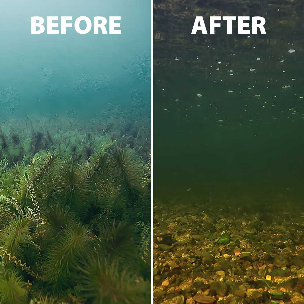 Before & After image showing complete coontail removal.