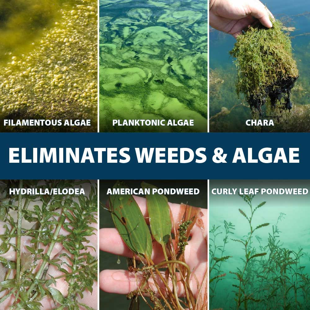 Six close-ups of weeds and algae, with text: “Eliminates weeds & algae; filamentous algae, planktonic algae, Chara, Hydrilla/elodea, American pondweed, curly leaf pondweed”.