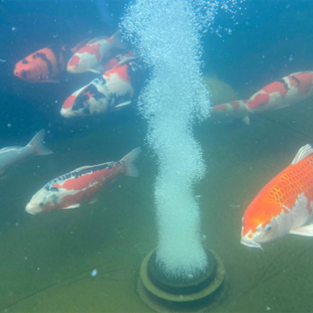 Bottom Drain Installed