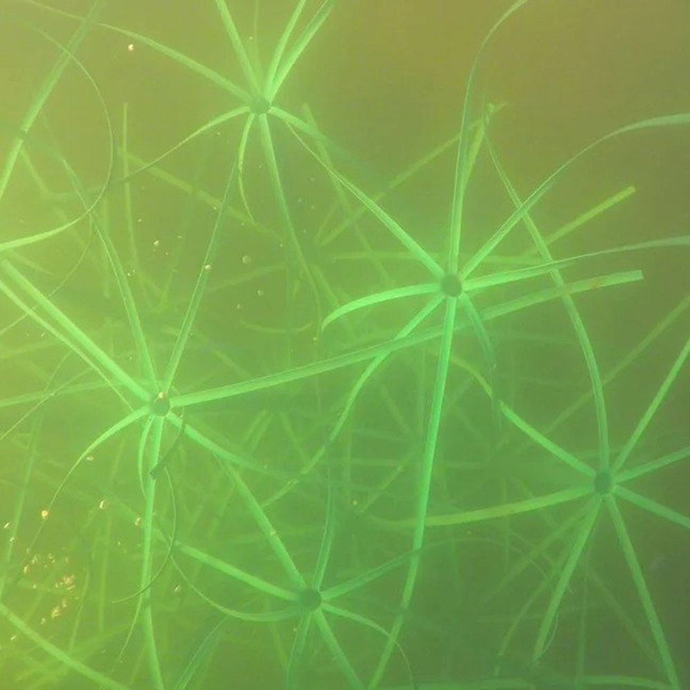 Provides 115 sq ft Surface Area