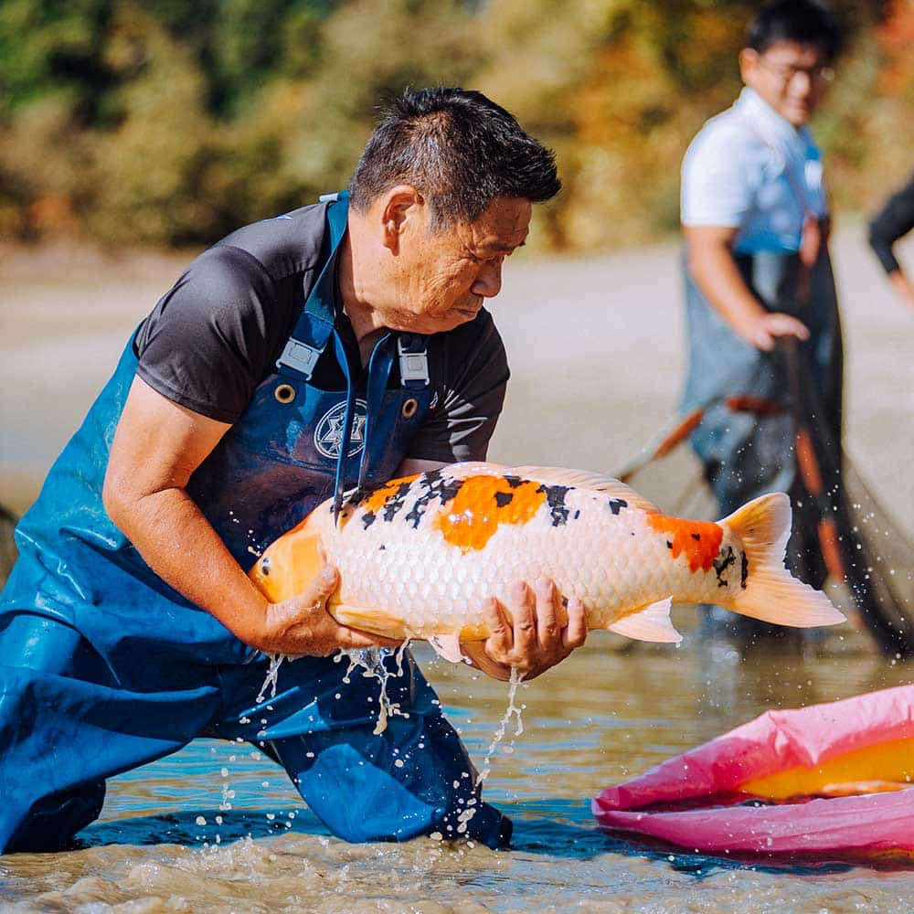 Koi Are Examined for Health, Strength and Swimming Abilities