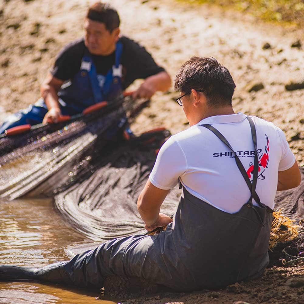Breeders Catching Koi for Color, Pattern, and Scale Quality