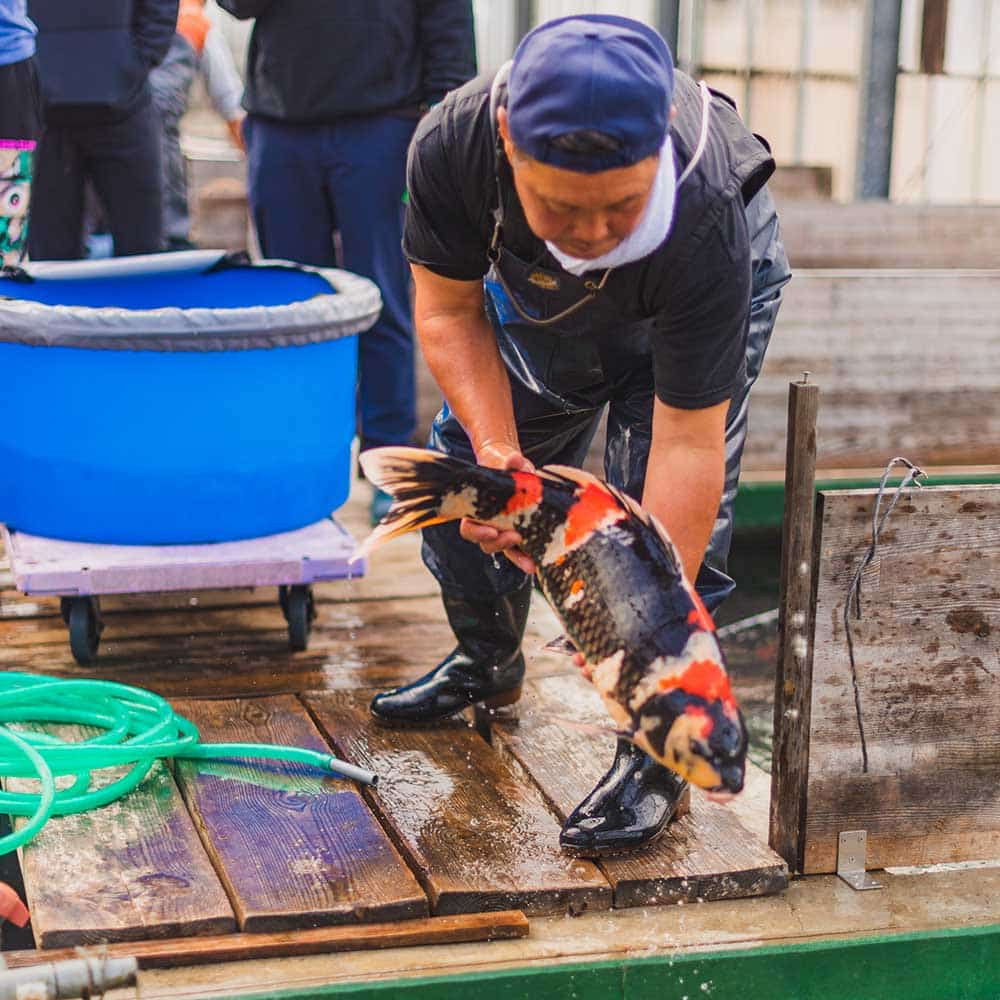 Koi Are Examined for Health, Strength and Swimming Abilities
