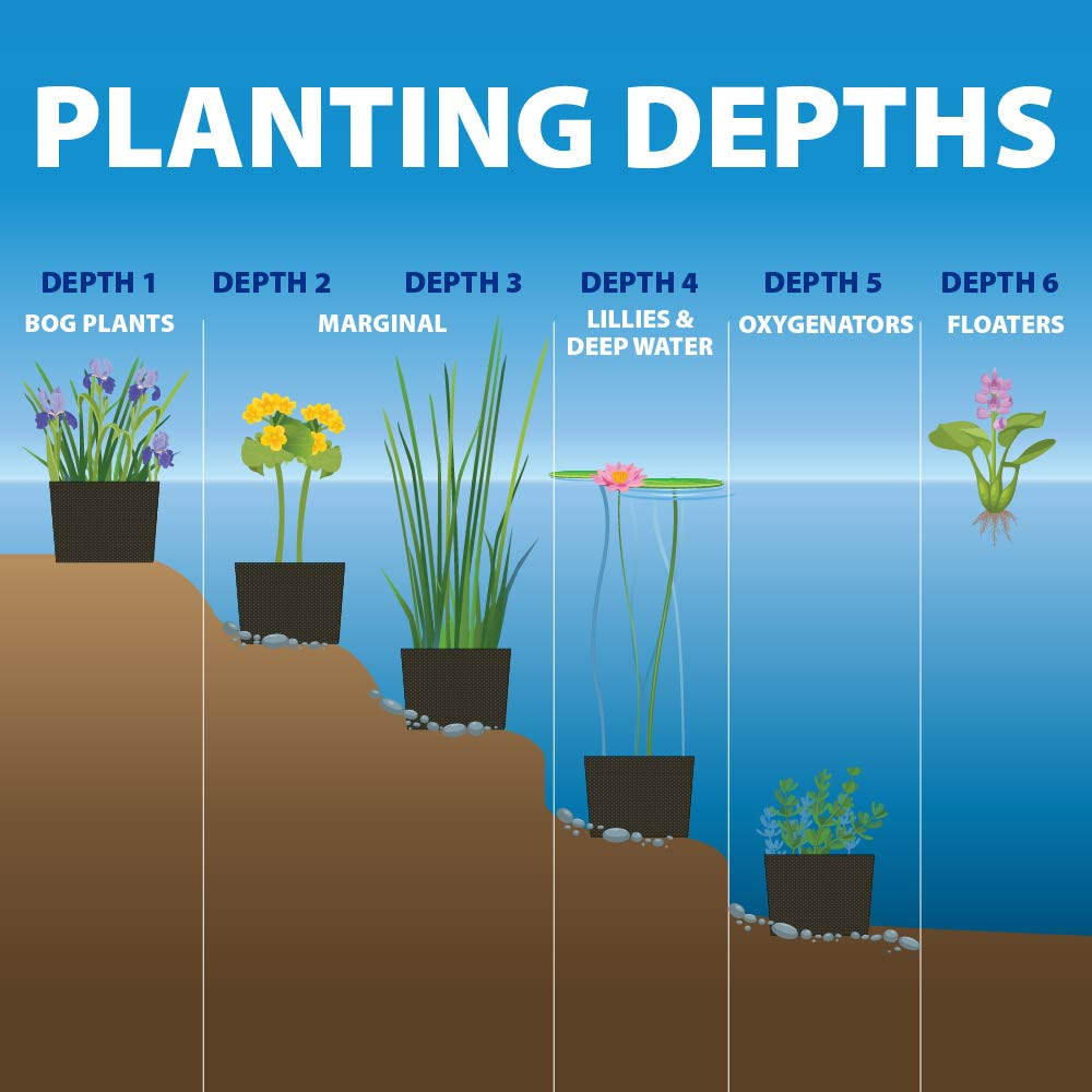 Illustrated planting depth chart showing recommended water depths for bog plants, marginal plants, lilies, oxygenators, and floating plants.