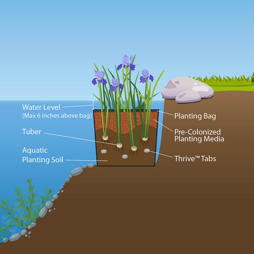 How to Plant a Bog Plant