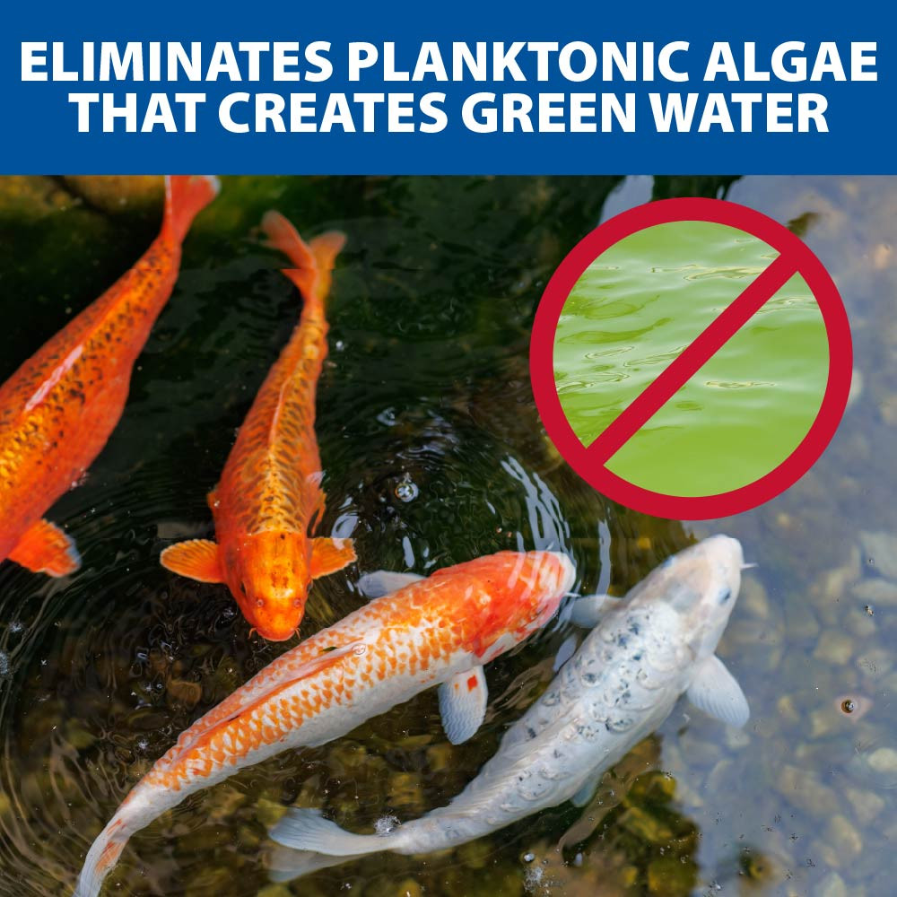 Koi swimming in clear pond water with the text “ELIMINATES PLANKTONIC ALGAE THAT CREATES GREEN WATER,” highlighting effective UV algae control.