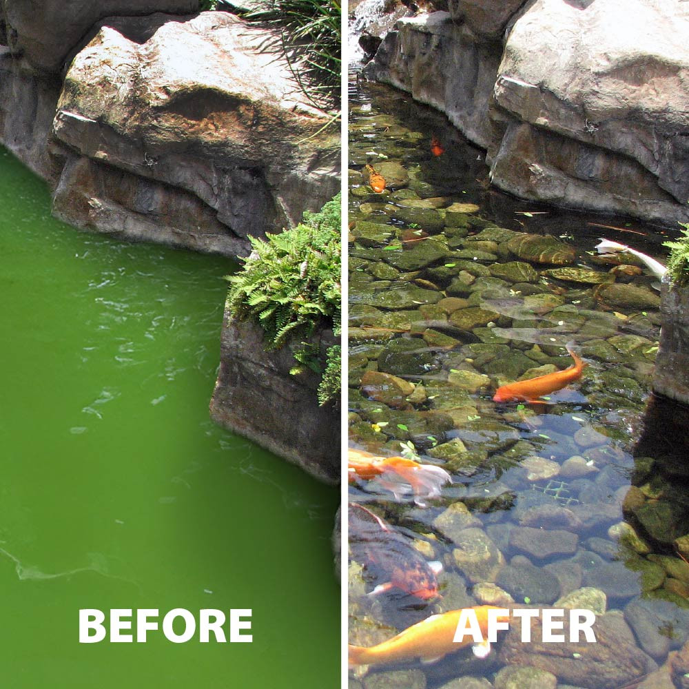 Split pond image labeled “BEFORE” and “AFTER,” showing green, cloudy water transformed into clear pond water with visible fish and rocks below.