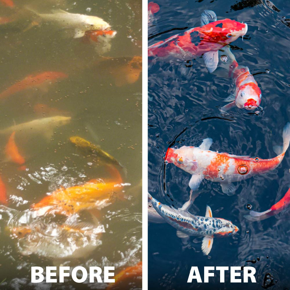A before-and-after image showing a murky koi pond turned clear.