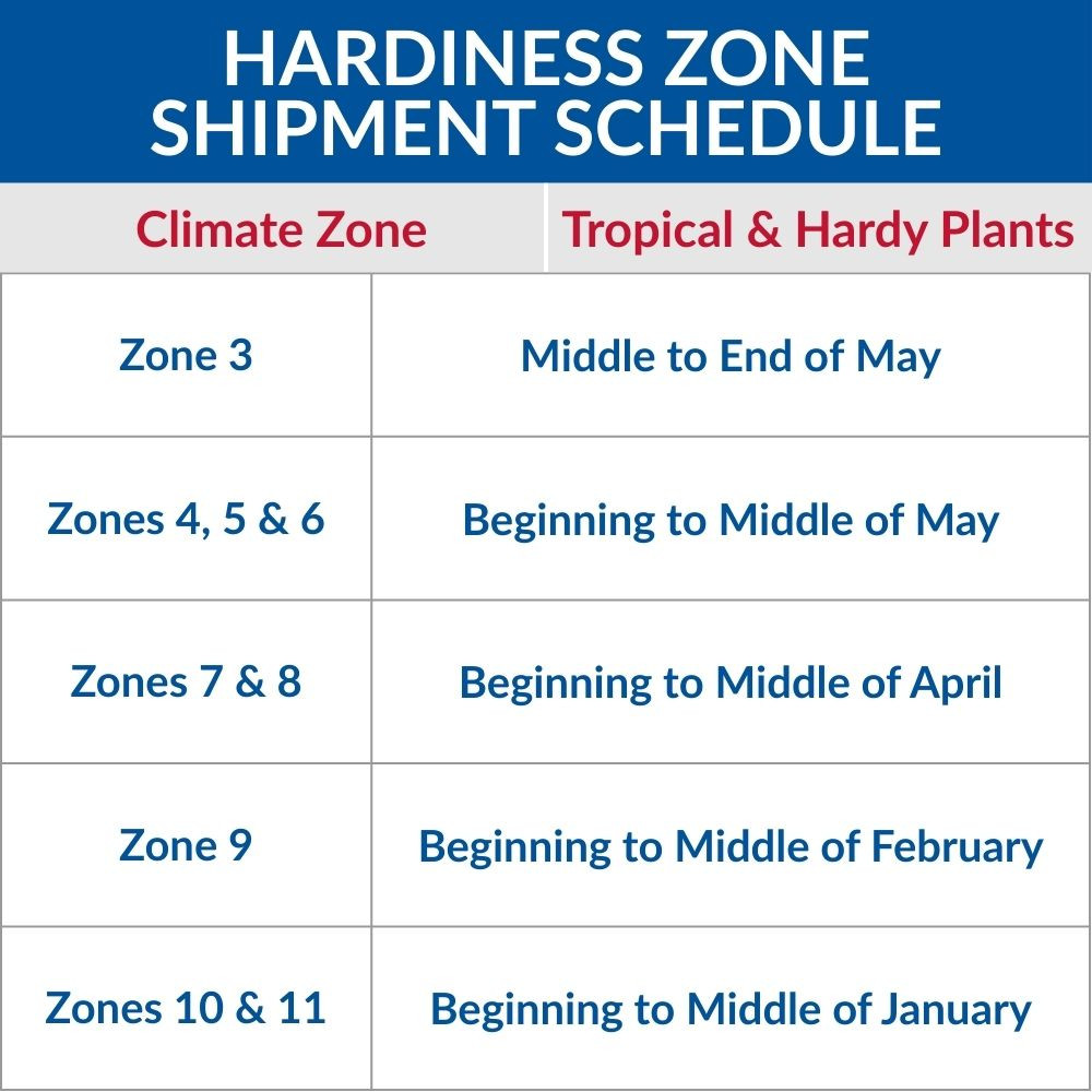 Premium Grower's Choice Hardy Water Lotus