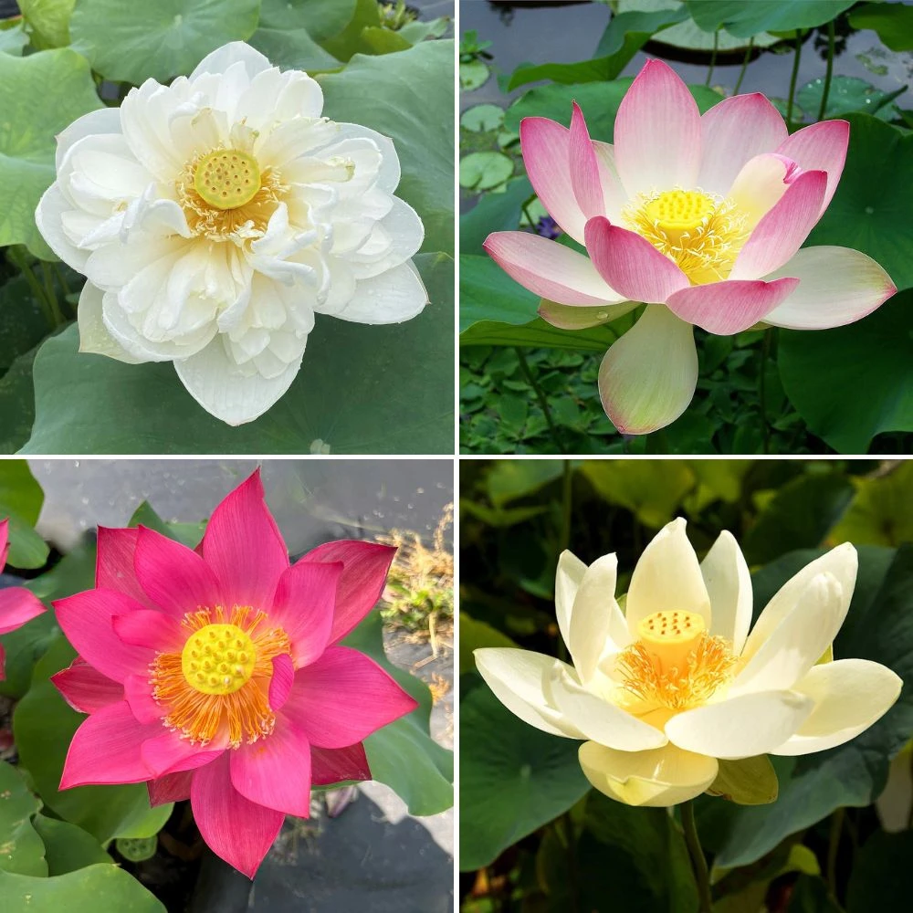 Premium Grower's Choice Hardy Water Lotus