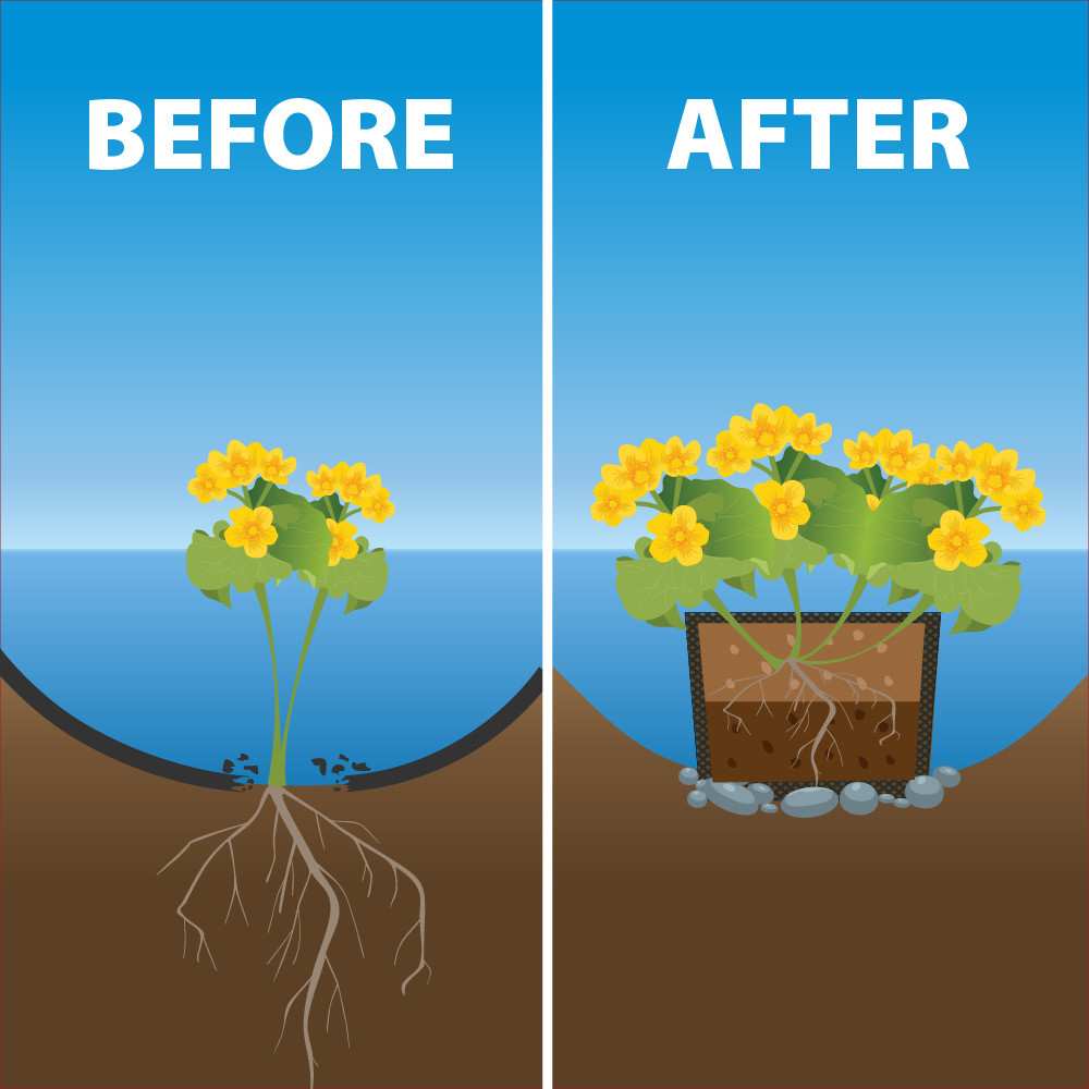 Before and after illustration showing aquatic plant roots spreading in pond versus contained growth inside a planting bag.