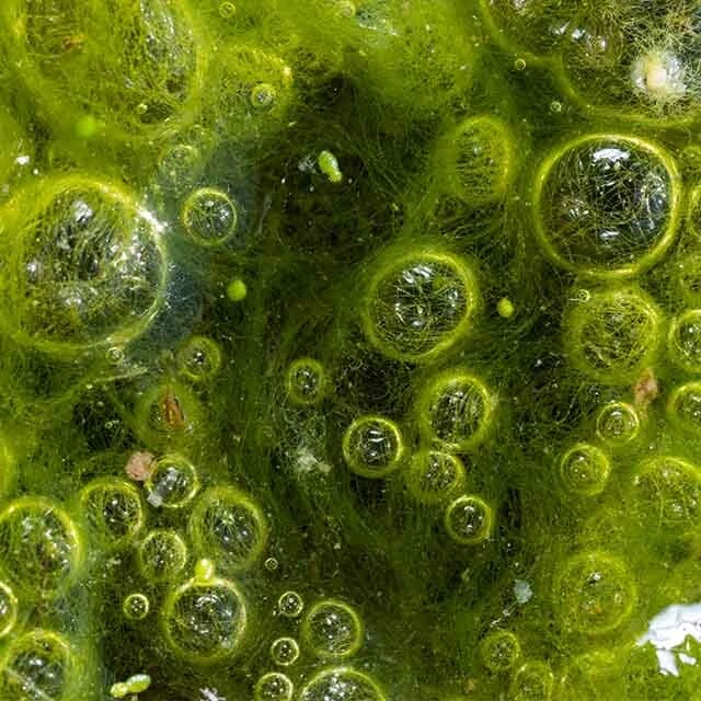 How Surface Runoff Pollutes Your Aquatic Ecosystem - The Pond Guy