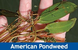 Pond Weed Identification Pond Weed Types The Pond Guy