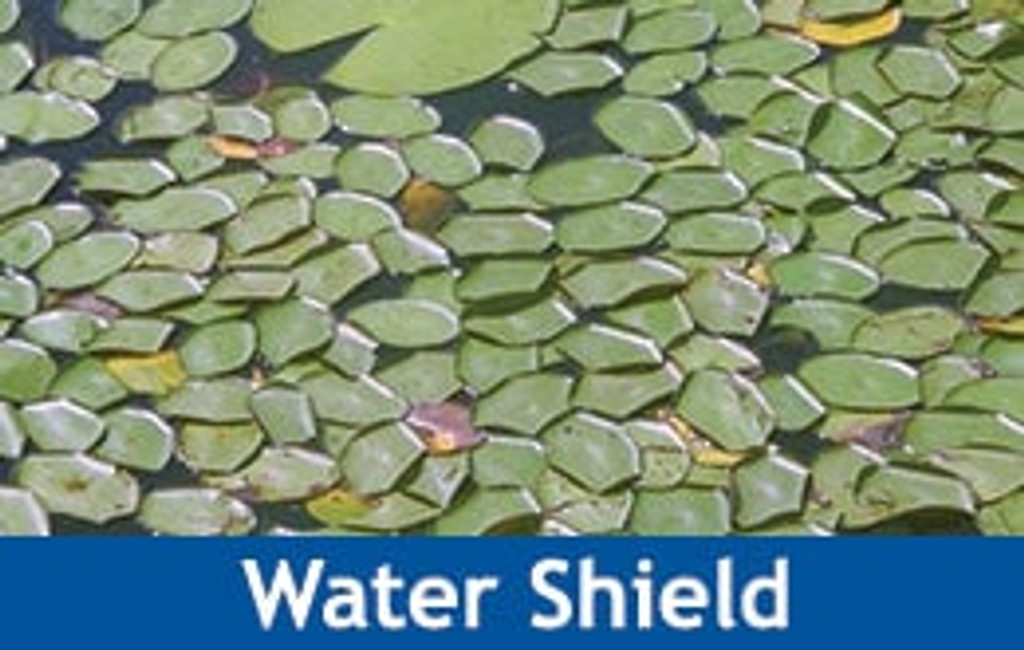 Pond Weed Identification Pond Weed Types The Pond Guy