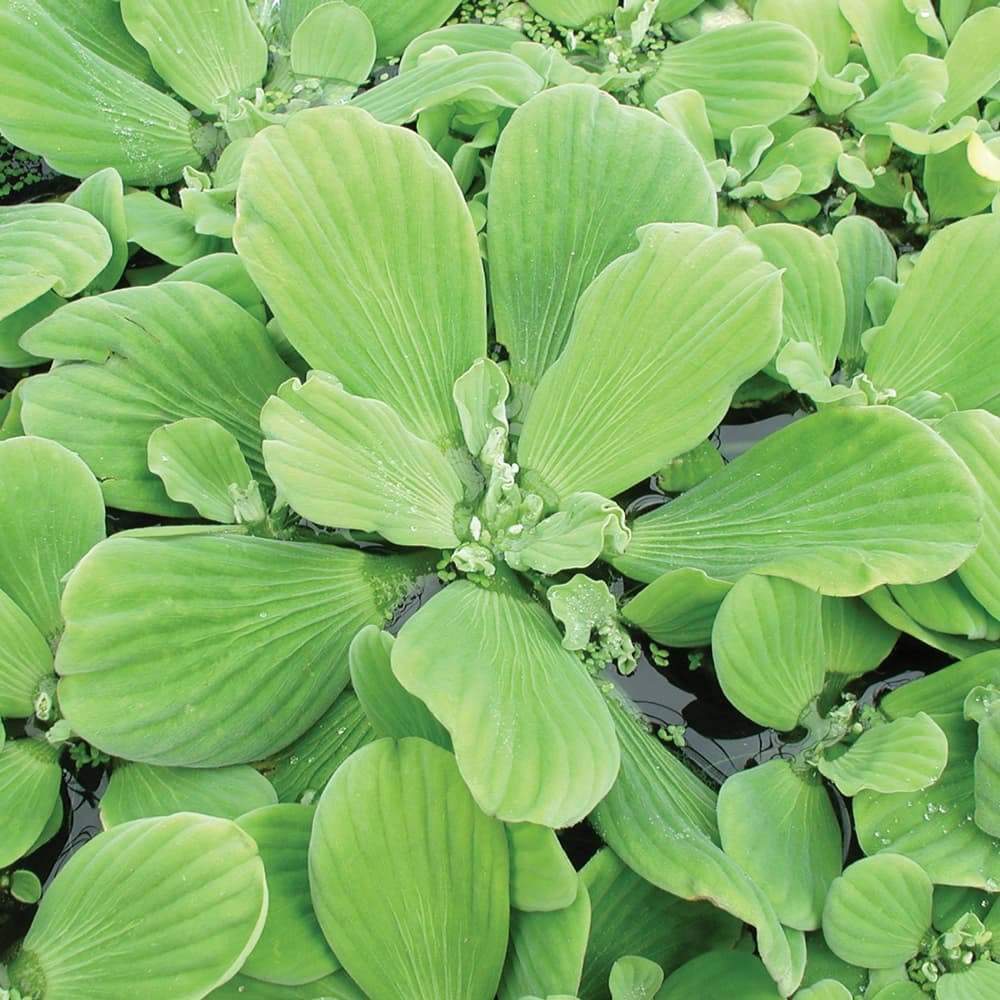 The Pond Guy Water Lettuce
