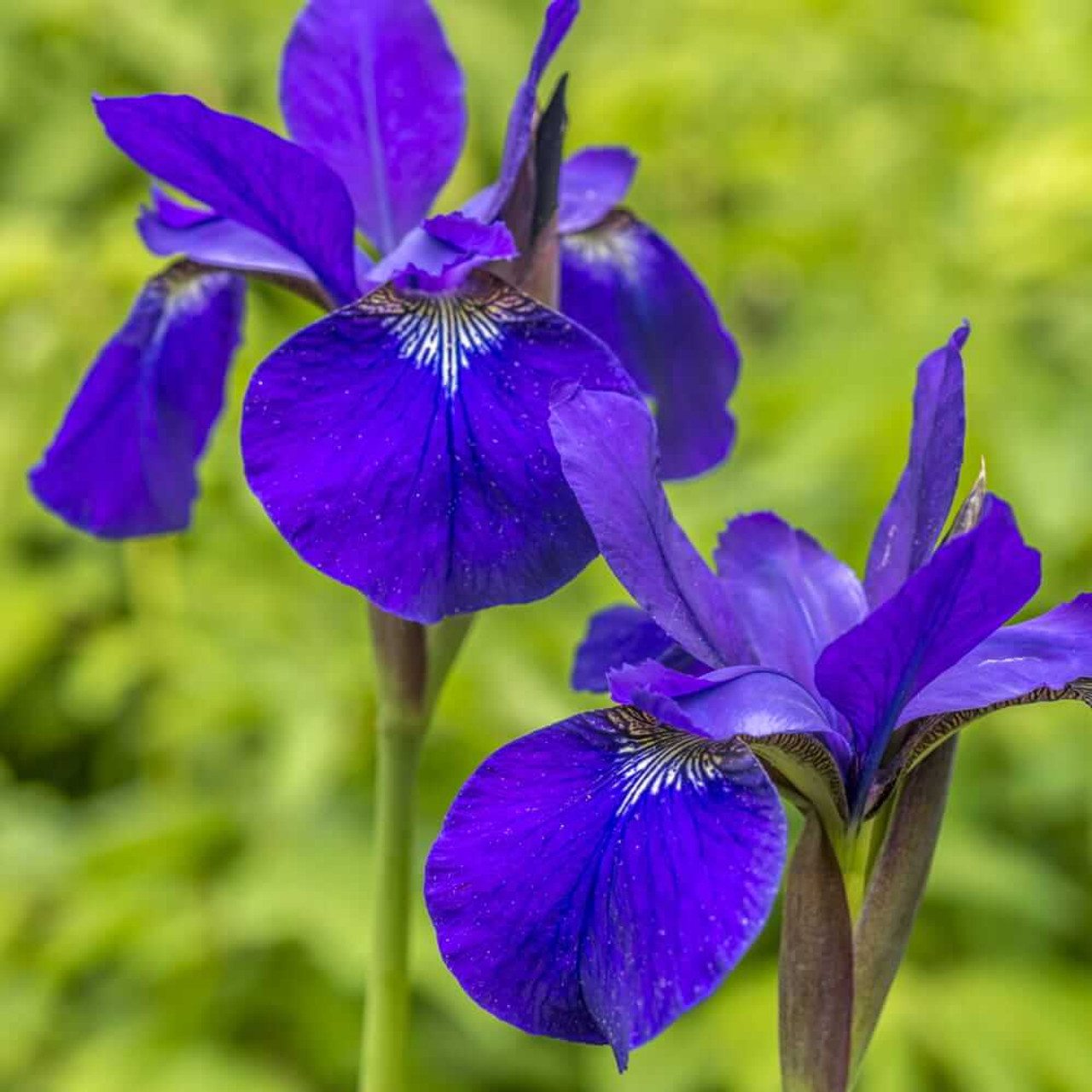 Blue Flag Iris, Bundle of 2