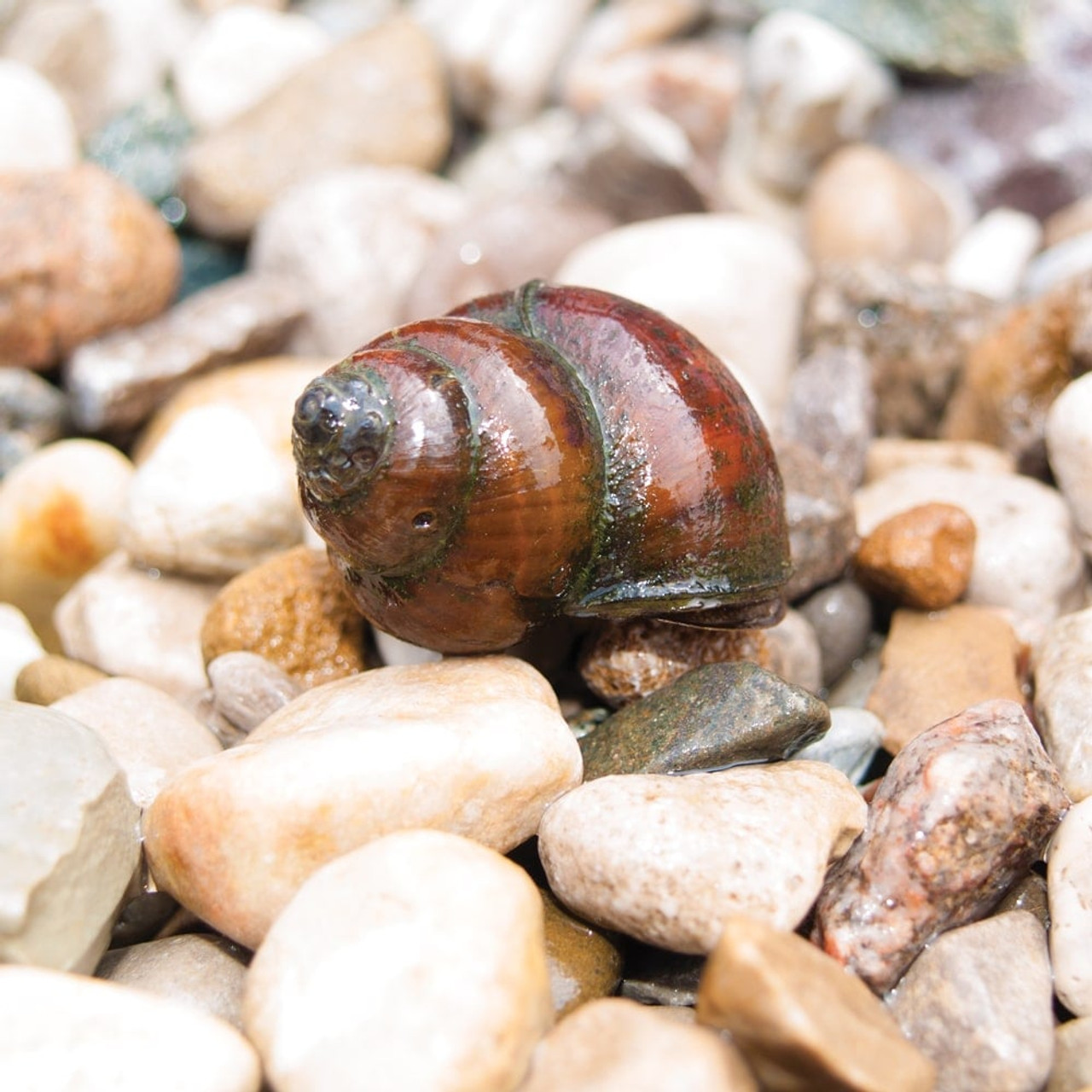 Algae Eating Black Japanese Trapdoor Pond Snails, 20 Pack