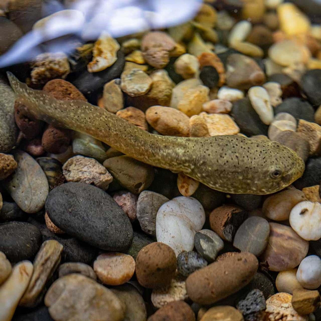 Where to shop buy tadpoles