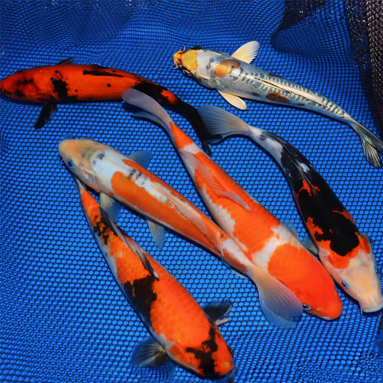 Choice Grade Package, Koi Fish For Sale