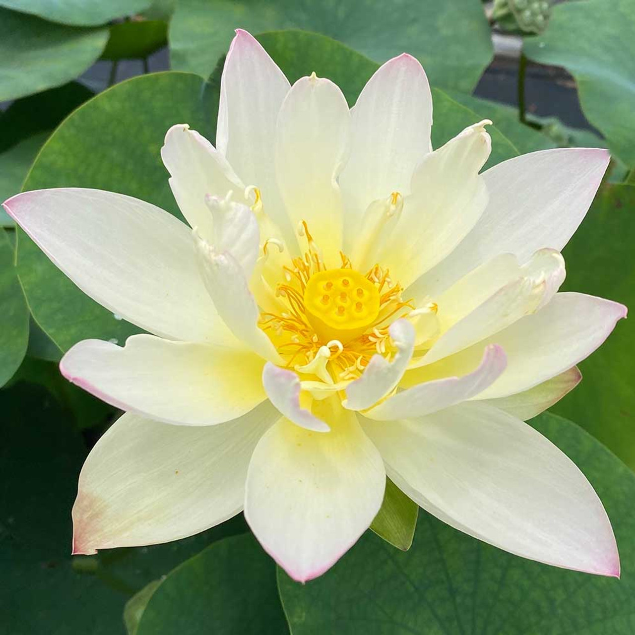 Ingredient 101: Lotus Flower