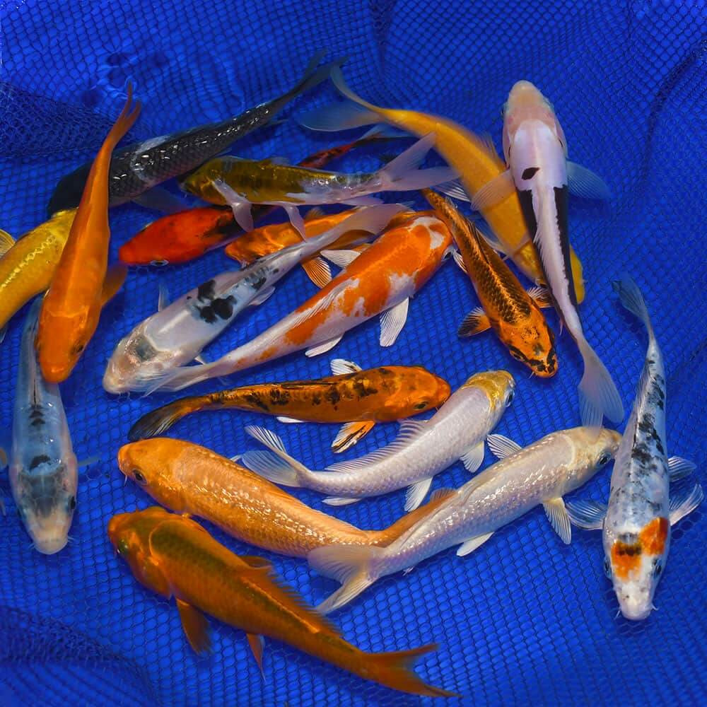 bulk koi fish