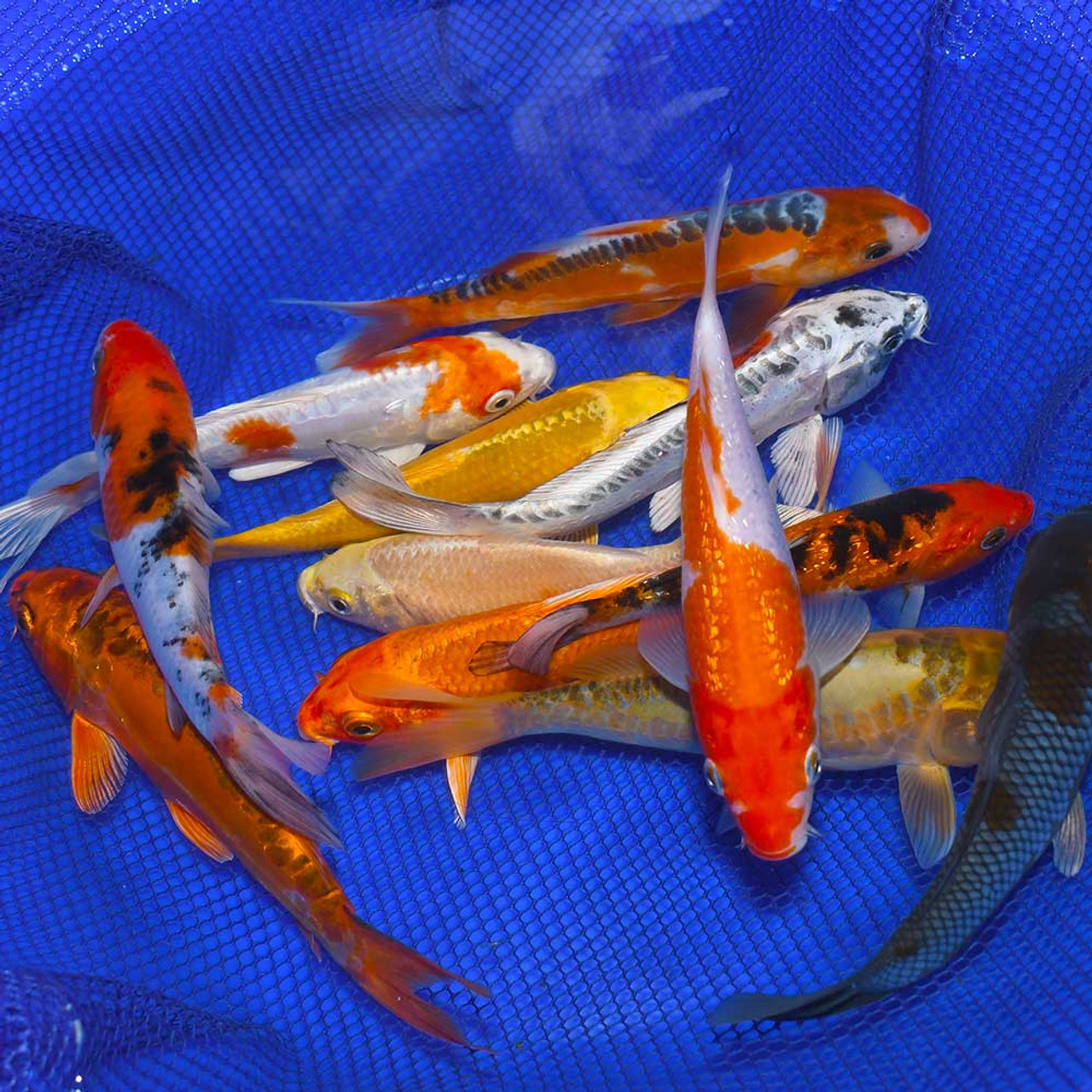 Koi carp hot sale suppliers near me