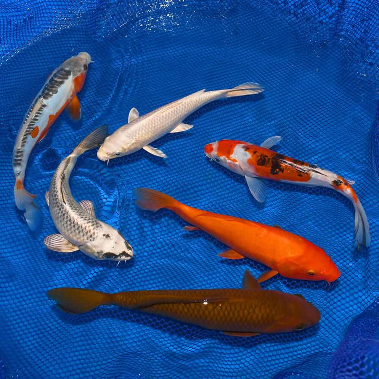 Shop Live 8-10 Koi, Free Home Delivery