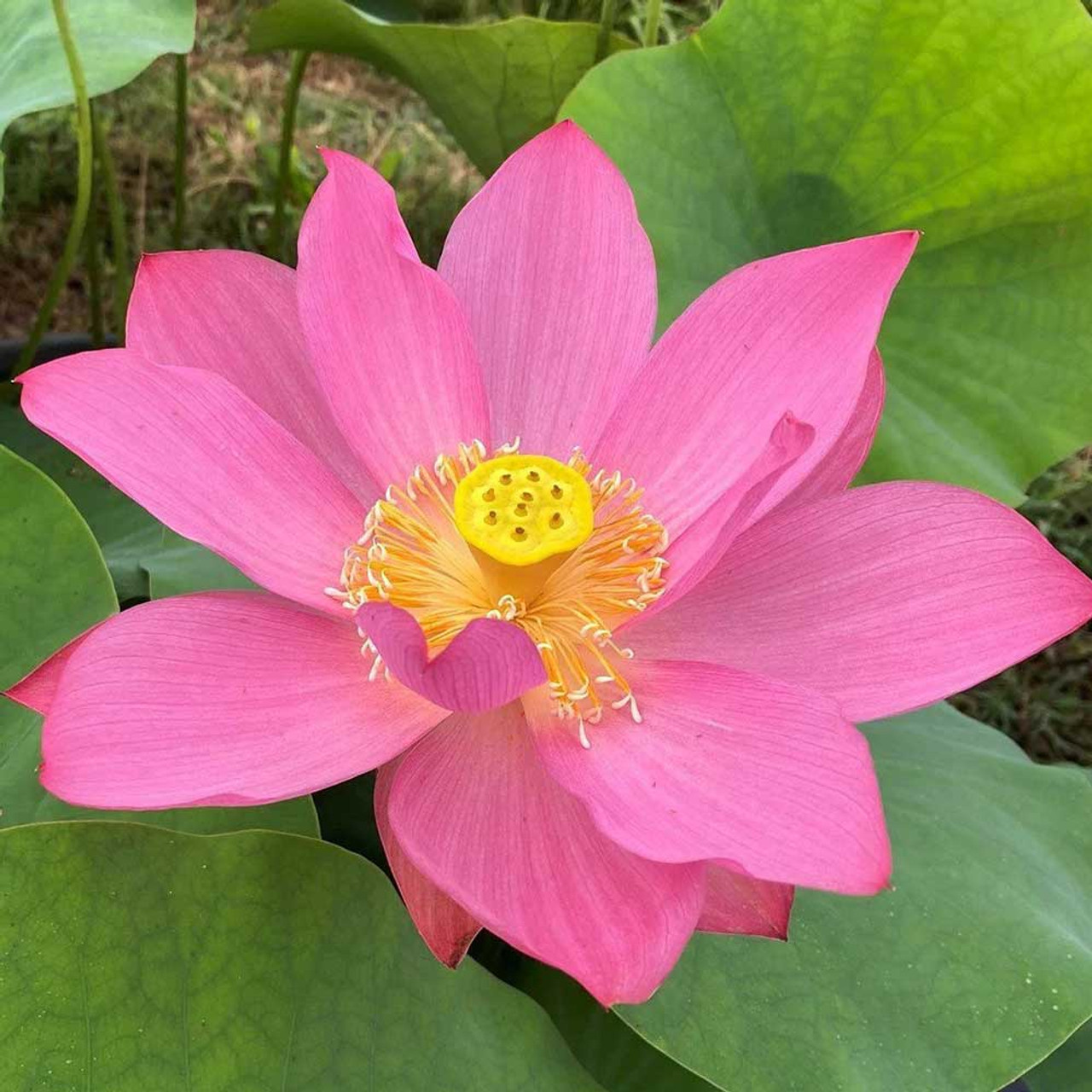 Pink Lotus Flower on Water