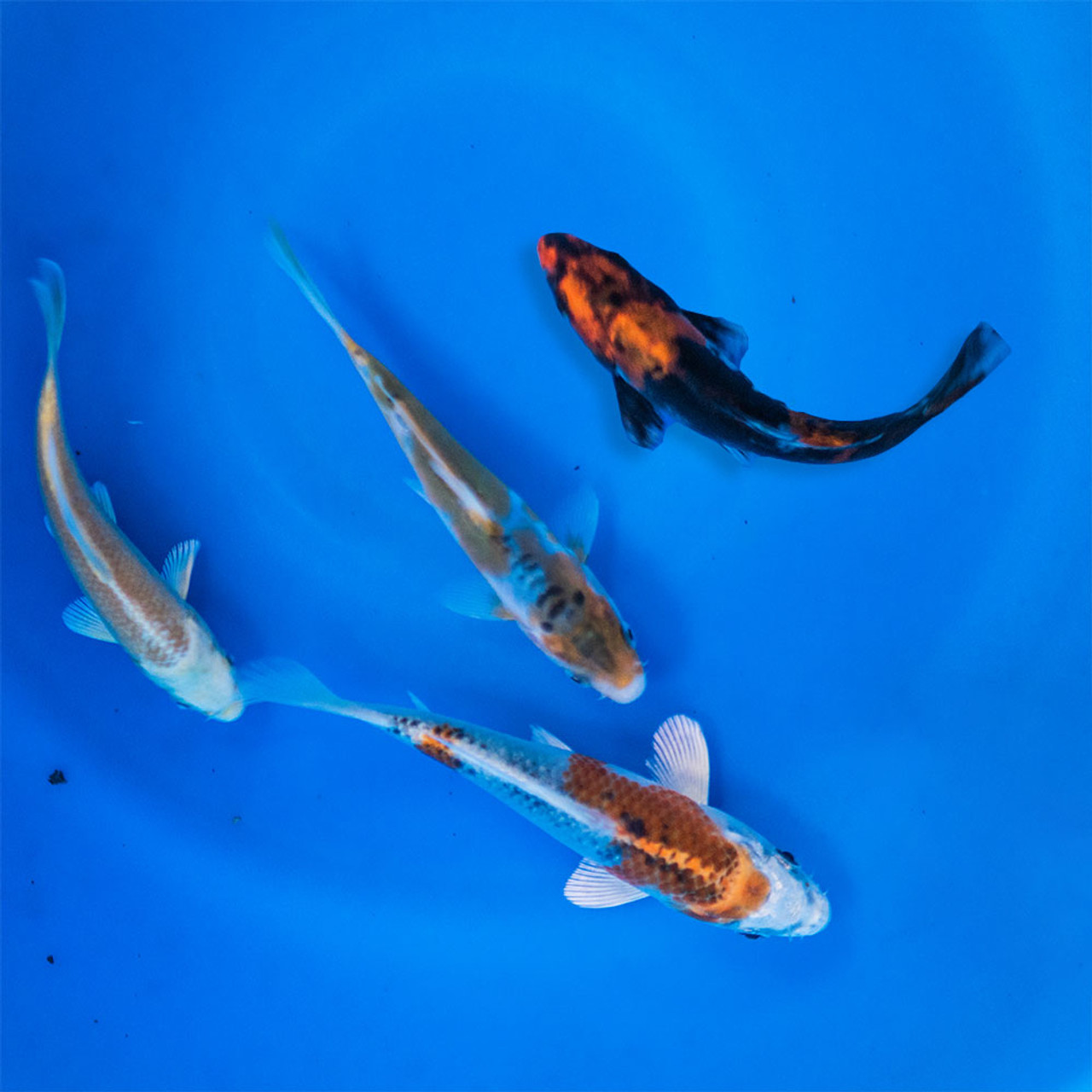 4-6 Japanese Standard Fin Koi Packages