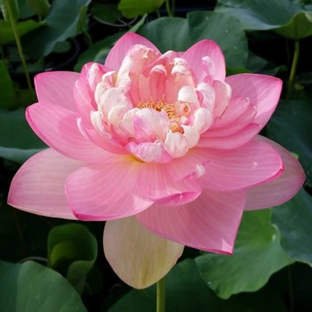 Mrs. Perry Slocum Lotus Plant for Sale The Pond Guy