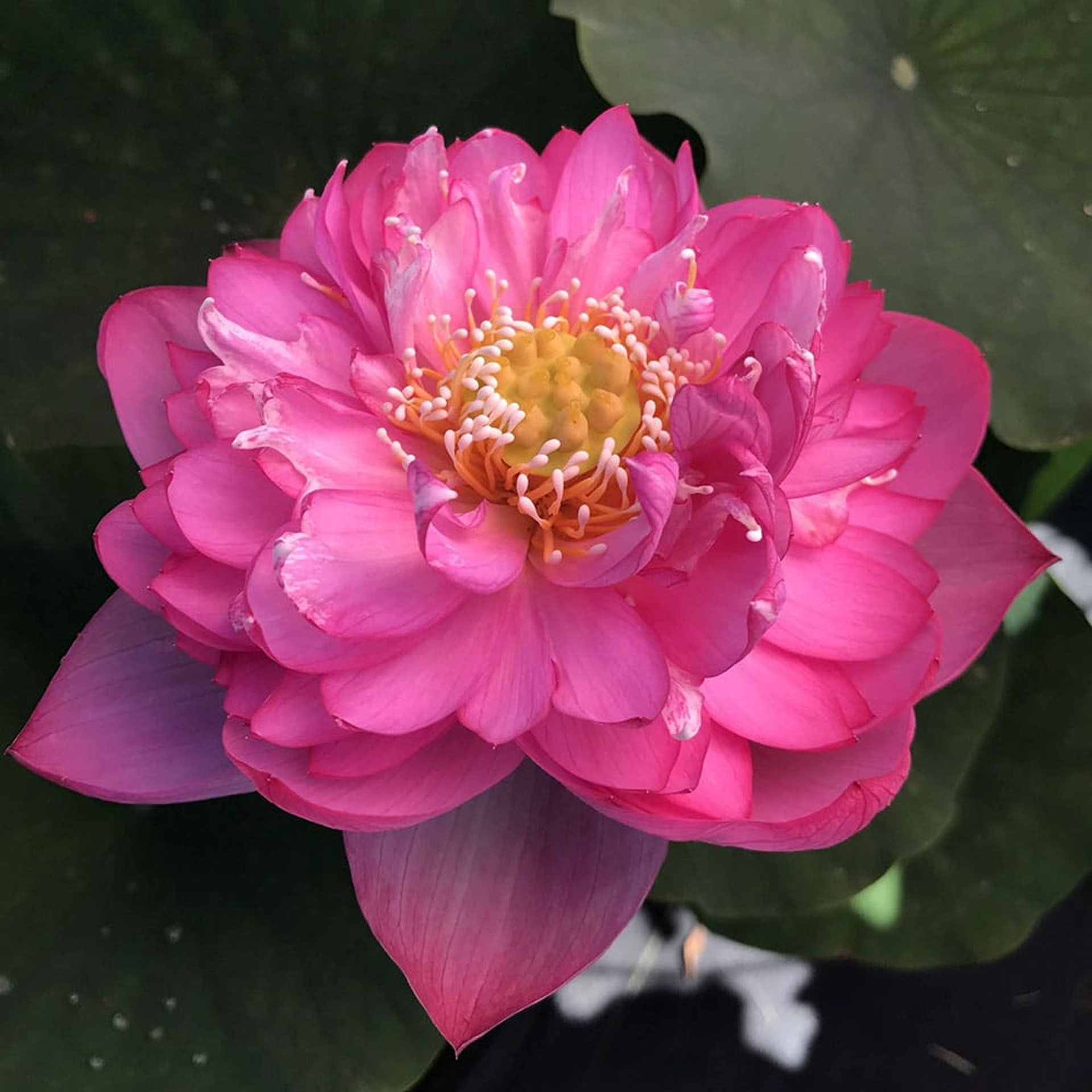 Titanic for Beginners Lotus Plant for Sale The Pond Guy