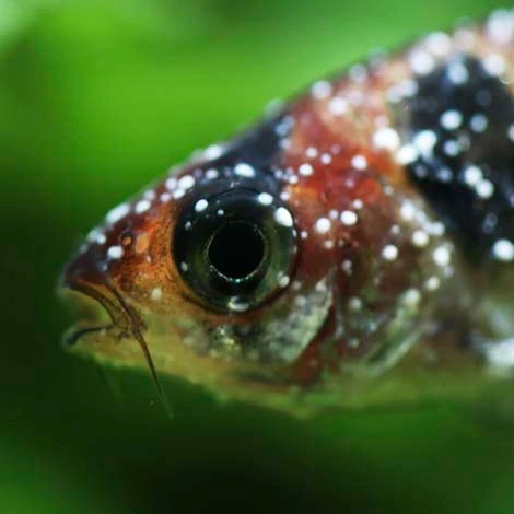 Ich Treatment for Fish - The Pond Guy