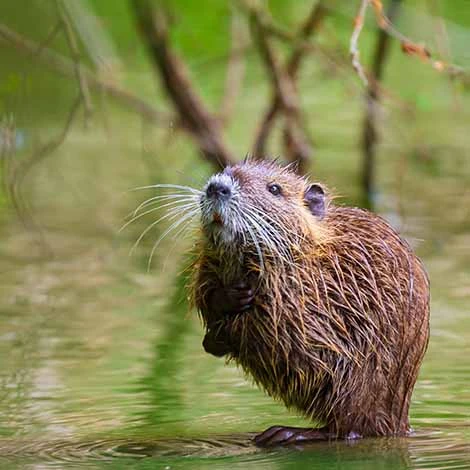 Identifying & Controlling Muskrats - The Pond Guy