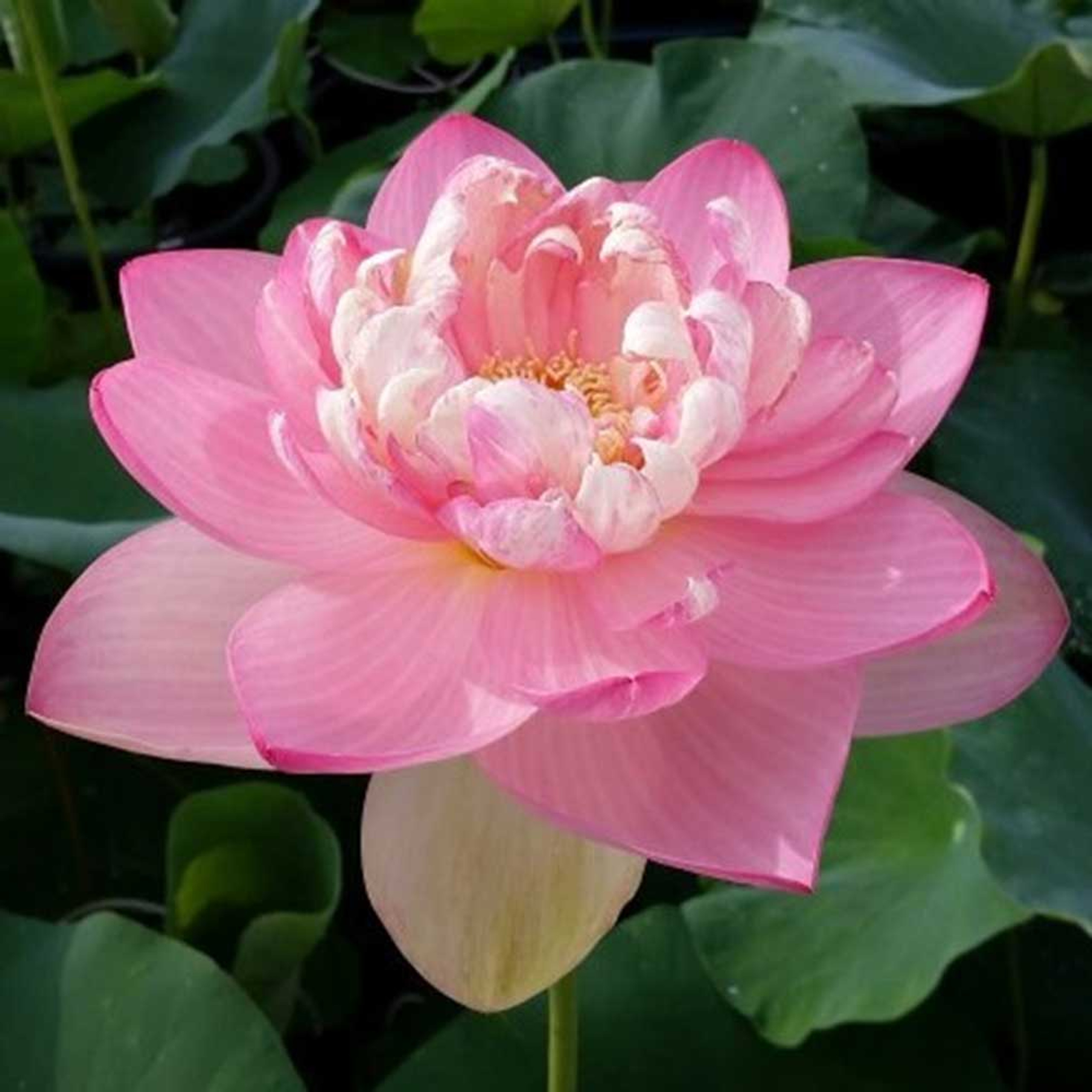 Mrs. Perry Slocum | Lotus Plant for Sale | The Pond Guy