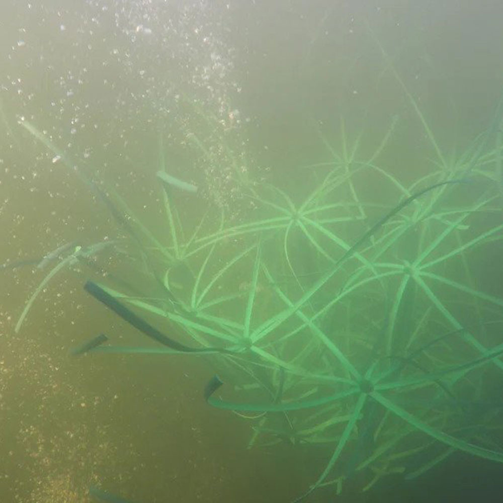 The Honey Hole Pond King Fish Habitat The Pond Guy