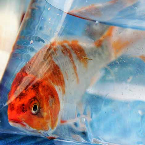 how-to-acclimate-koi-and-goldfish-to-your-pond-the-pond-guy