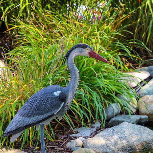 The Pond Guy Blue Heron Decoy - Side View Close Up View Product Image