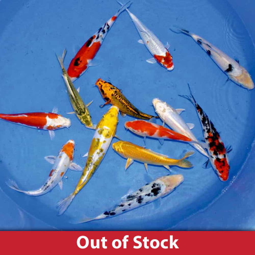 Choice Grade Domestic Koi - Exact Fish Not Pictured View Product Image