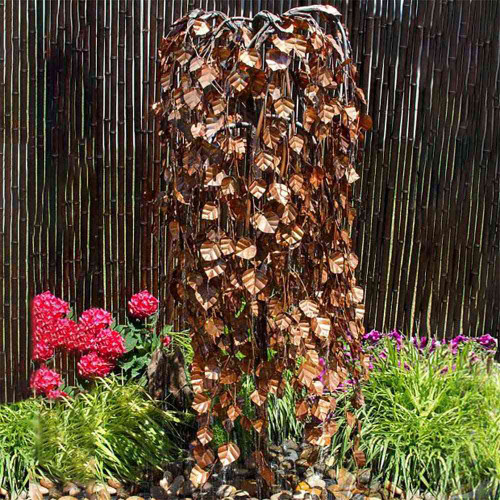 Weeping Elm Fountain Tree View Product Image