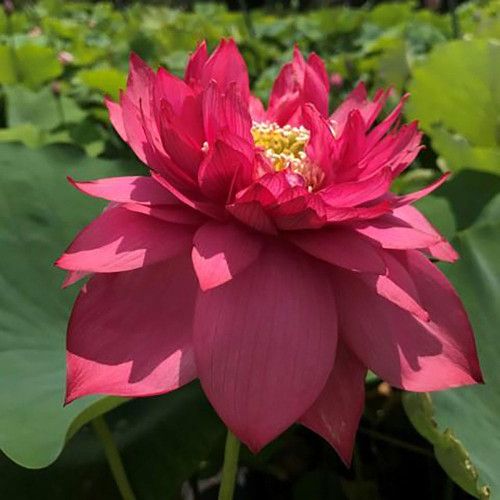 Oriole Out of Water' Lotus - Pink/Yellow/Cream (Bare Root Tuber) - Min  Qty. 3 Per Variety NEW