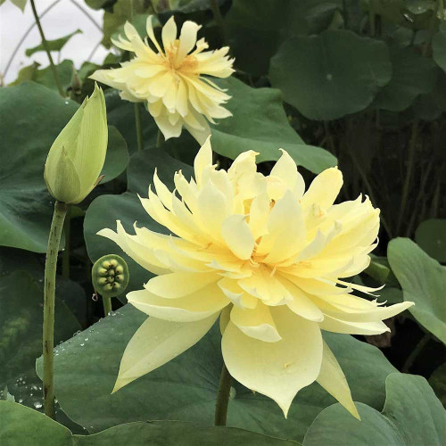 Autumn in Moling - Bright Yellow Hardy Water Lotus