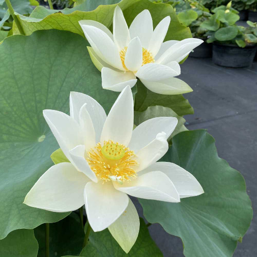 Princess Kennedy - Hardy Water Lotus View Product Image