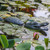 Aquascape Floating Alligator Decoy - Side View View Product Image