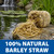 All-natural barley straw bale beside a garden pond offers a chemical-free solution for improving water clarity and reducing algae. View Product Image