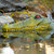 The Pond Guy GatorDefender View Product Image